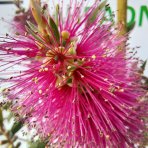 Tyčinkovec (Callistemon citrinus) ´VIOLACEUS´ výška: 100-130 cm, kont. C7L - NA KMIENKU, ružový